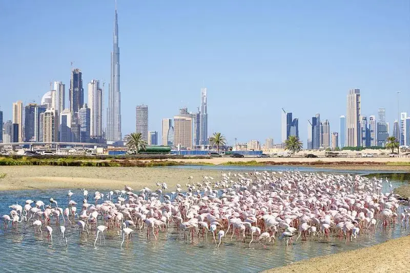 Residential and Community Features of Nad Al Hammar