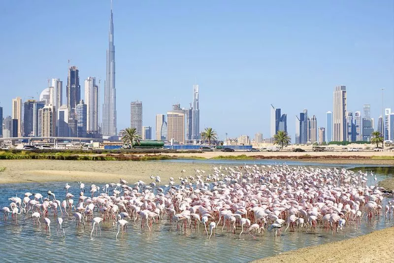 Residential and Community Features of Nad Al Hammar