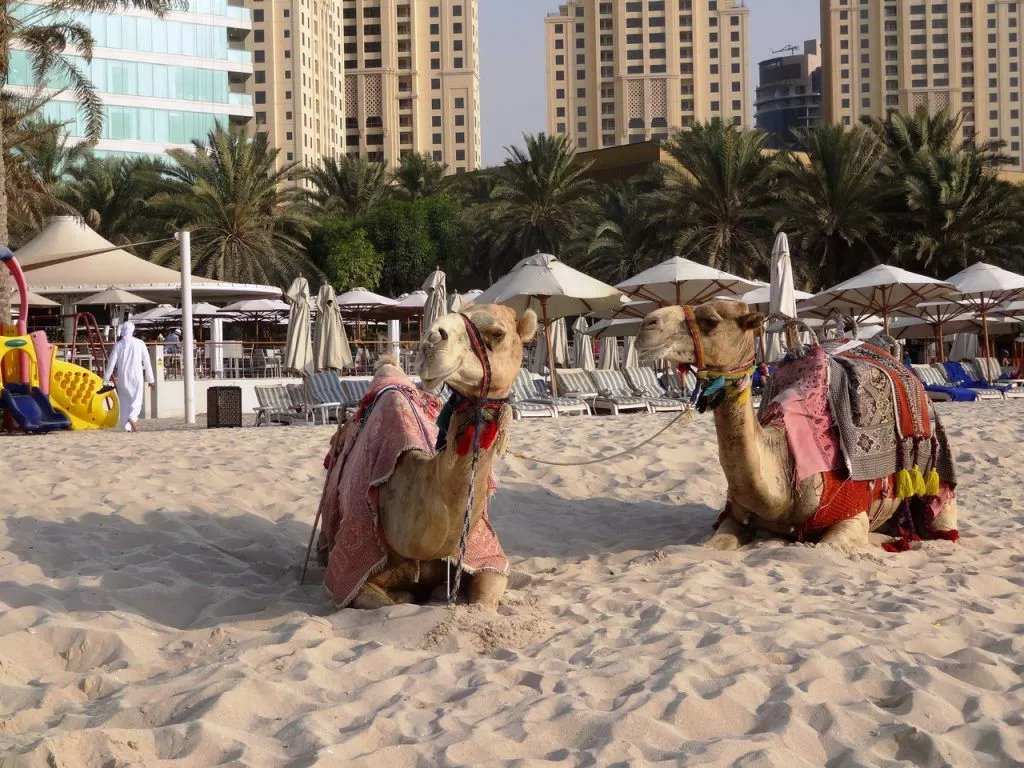 Economic Appeal for Investors